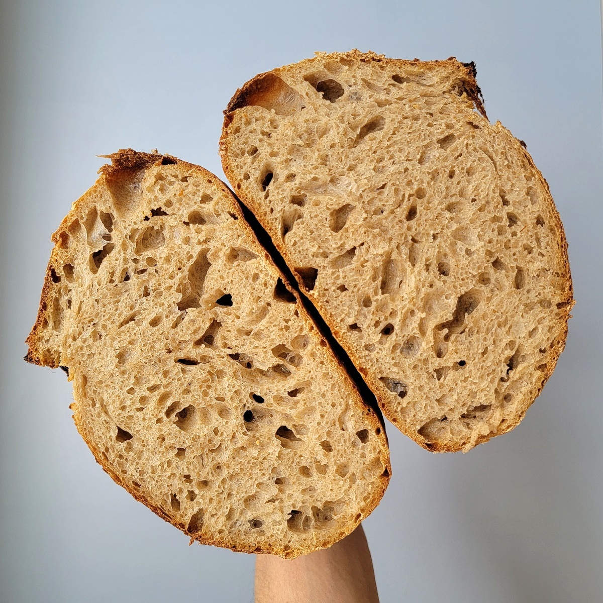 breadtopia's tweet photo. Sprouted hard red spring wheat sourdough breads, with less and more fermentation, resulting in different score bloom and crumb structure. Learn more in our latest blog post on how to get an "ear" on artisan style bread. #recipeincluded https://t.co/HvXv6DVgYK