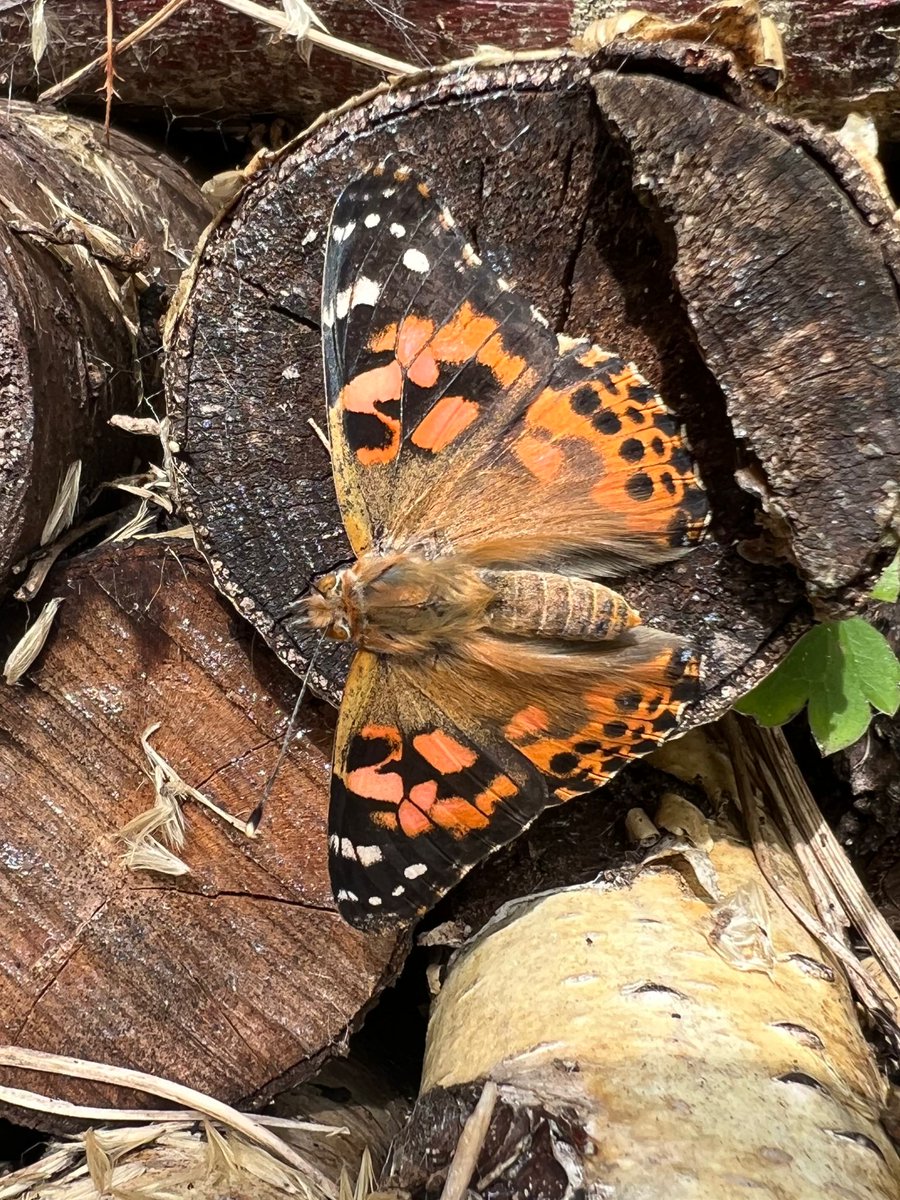 Over the last few weeks our family have been witnessing the Miracle of Metamorphosis! Very interesting to witness the process up close and it was a great education for us all. 🐛🦋

#insectlore