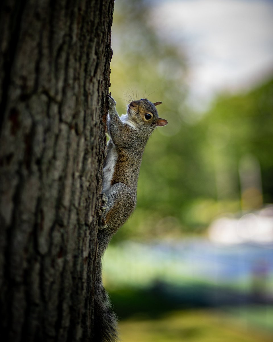 Livewire1083MA's tweet photo. #sony #sonya7ii #adapted #canon85mmf18 #photograghy #lightroom #squirrel https://t.co/lK2z9u8WsM