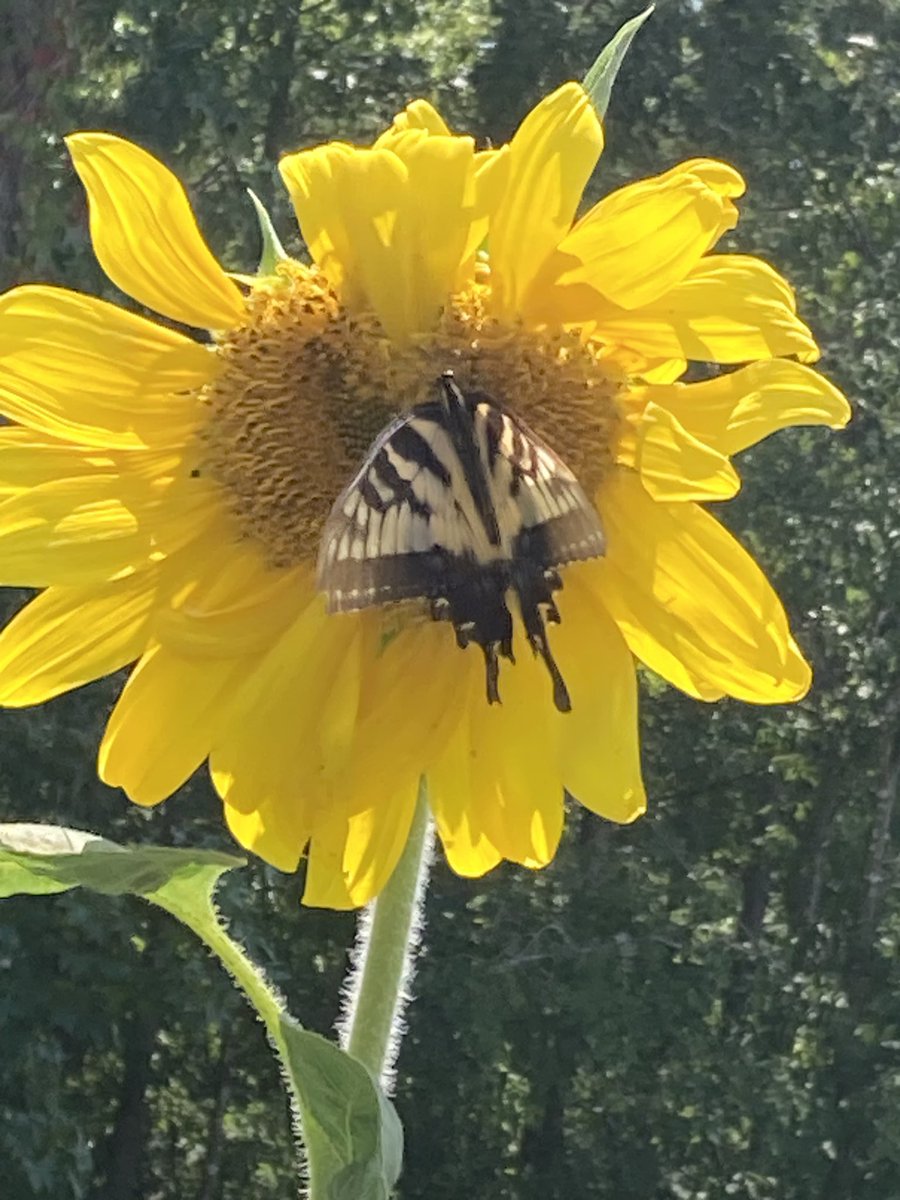 When you should be writing, but you take a minute to go the the back porch and become total distracted by nature. 🦋🌻🐝