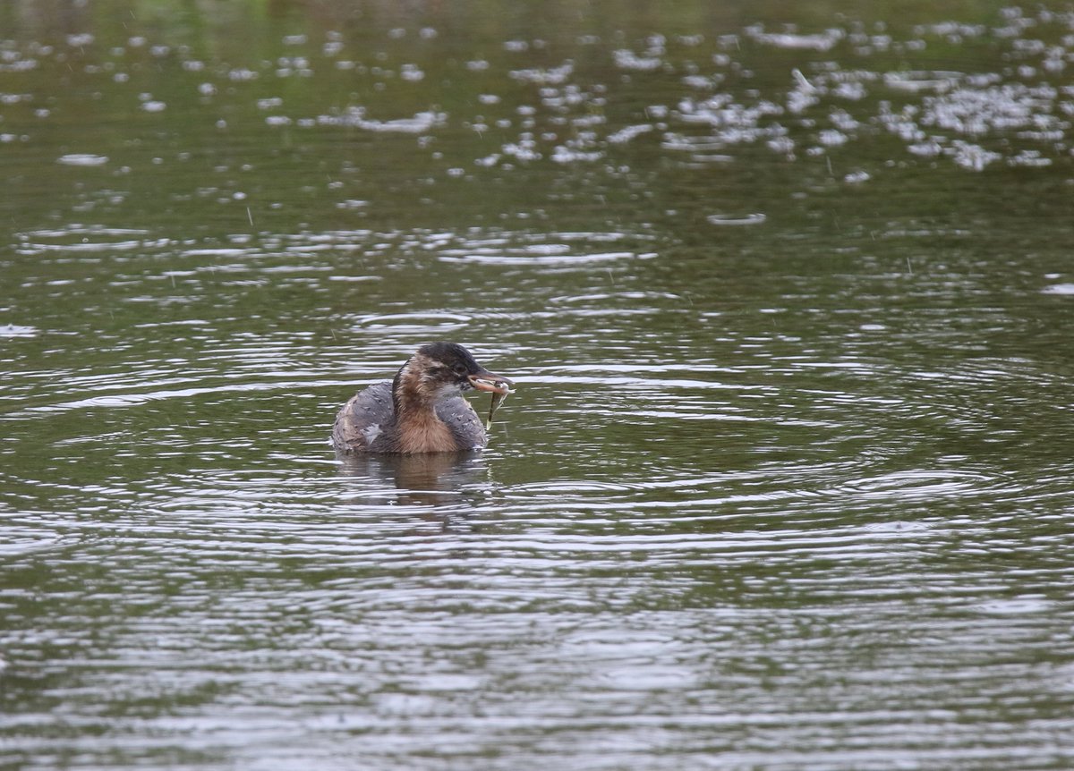 This juvenile Little Grebe caught a min of 20 small fish in the 5 hour's i was in the hide at Rainton Meadow's yesterday <a href="/durhamwildlife/">DurhamWildlifeTrust</a> <a href="/DurhamBirdClub/">Durham Bird Club</a> #birding