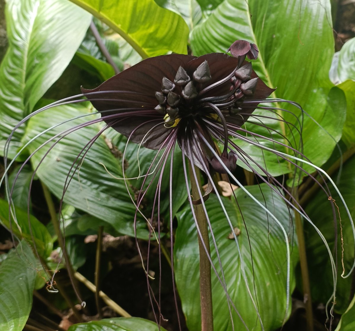 greenodai's tweet photo. #blacklillies and other exotics @briefgarden https://t.co/477hS9KdPM