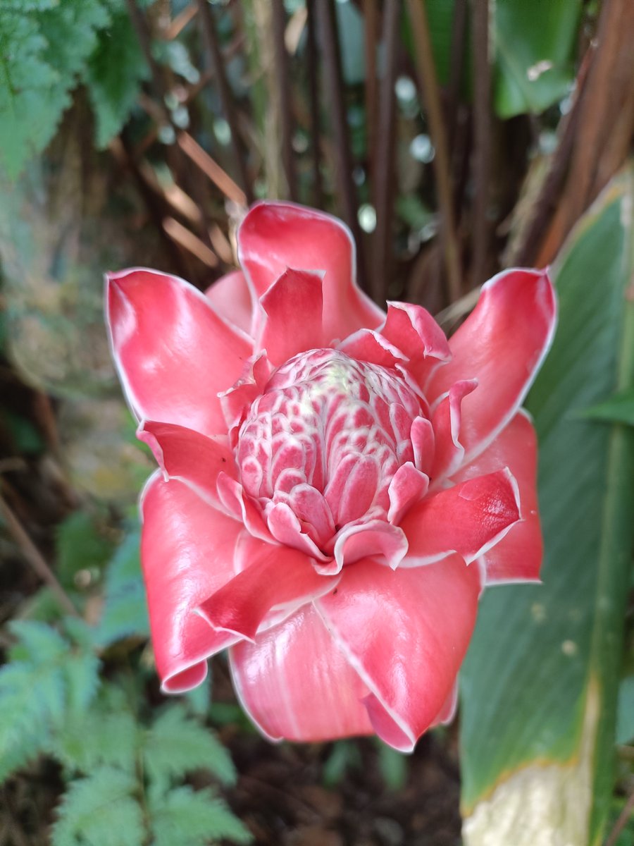 greenodai's tweet photo. #blacklillies and other exotics @briefgarden https://t.co/477hS9KdPM