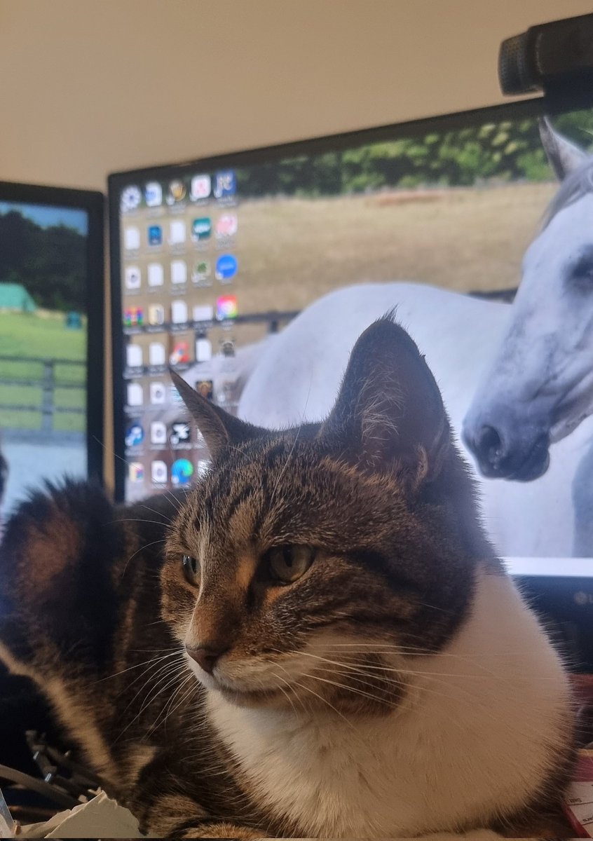 Downloaded one of those desktop pets