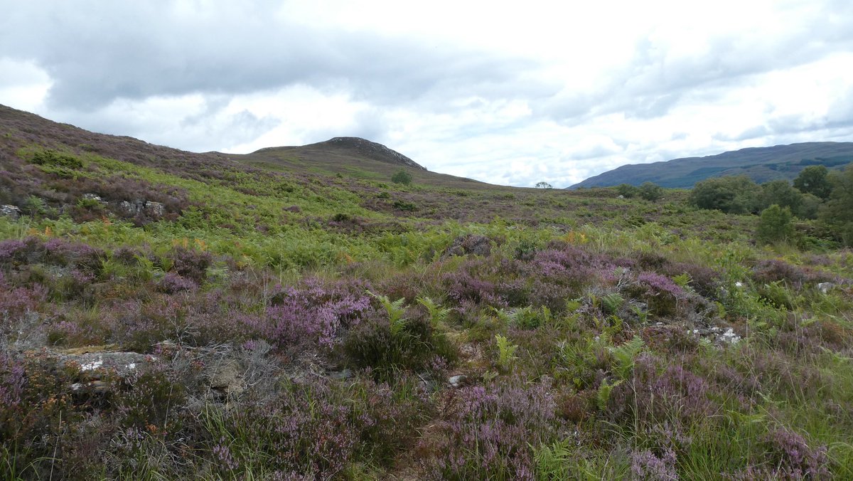 FirstWildlife1's tweet photo. Today I headed over to @VisitDundreggan ; part of an ambitious, ground-breaking charity &amp; living example of rewilding in action &amp; landscape in recovery (Trees for Life). I had a great time walking the paths and spotting the wildlife who now call Dundreggan home. https://t.co/L7xbuFRtcN