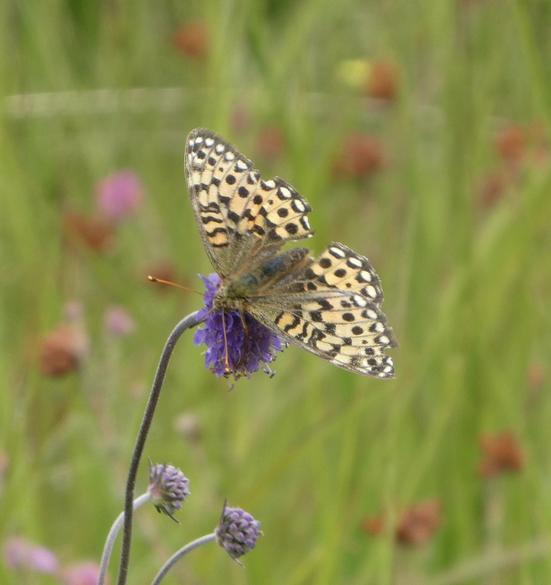 FirstWildlife1's tweet photo. Today I headed over to @VisitDundreggan ; part of an ambitious, ground-breaking charity &amp; living example of rewilding in action &amp; landscape in recovery (Trees for Life). I had a great time walking the paths and spotting the wildlife who now call Dundreggan home. https://t.co/L7xbuFRtcN