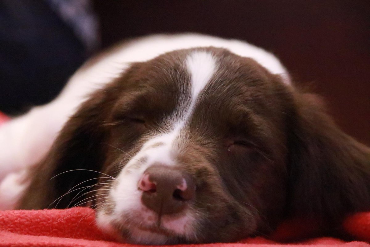 Can I introduce you to somebody? The newest member of the family.

Pippa. 😊 😍 #puppy #puppylove #dog