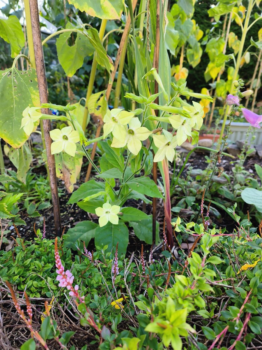 PhilippaFord1's tweet photo. New for this year... Nicotiana! Not much to look at during the day but in early eve and night they come into their own and their scent is divine #mothmagnet #summerwatch @IoloWilliams2 @Badj1960 https://t.co/JVMzGOvm5t