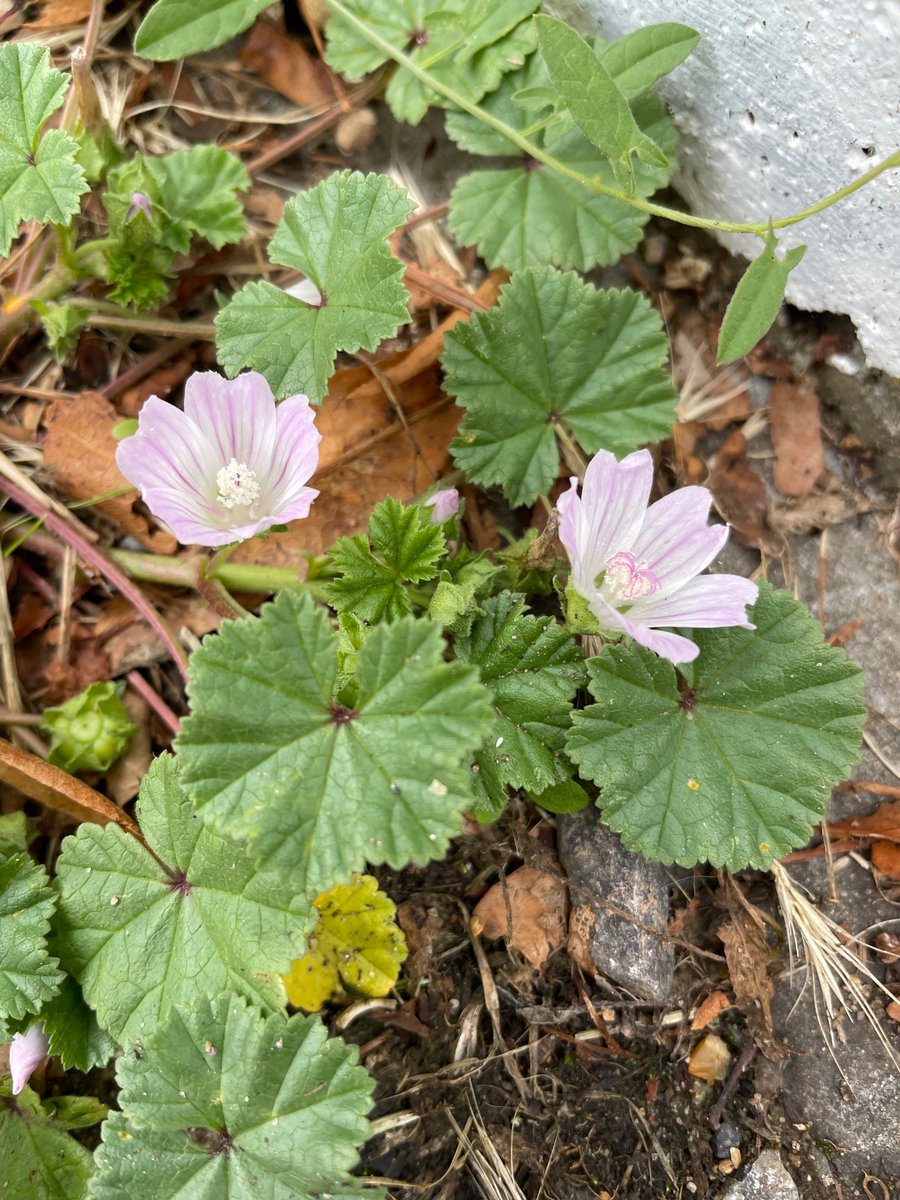 Dwarf Mallow (Malva neglecta) at Kew this week for the #Wildflowerhour #UrbanFlora challenge, locally common in West London and often favouring pavement edges