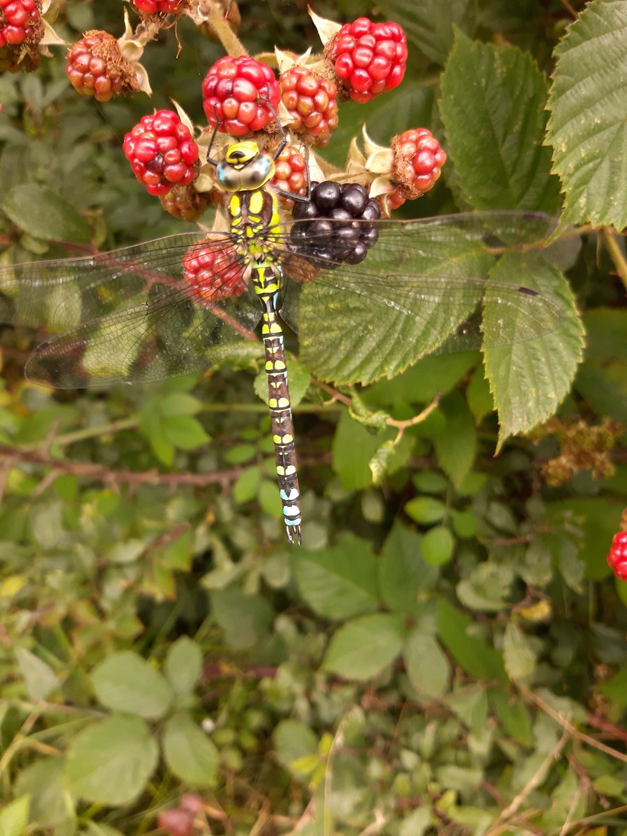 Janet Mee tweet media