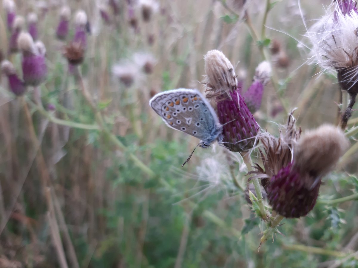 Janet Mee tweet media