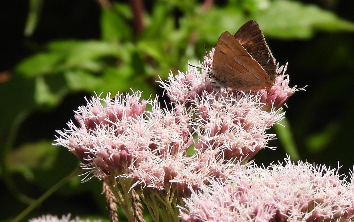 Purple Hairstreak female & more of the male Brown Hairstreak from Grafton Woods today. @BC_WestMids @WorcsWT @savebutterflies