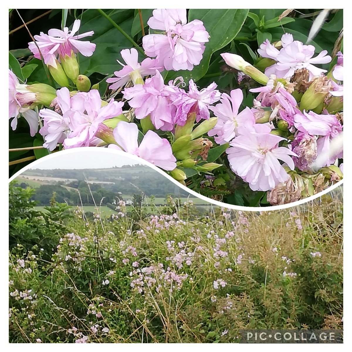No pavements round our way but this pearly-pink, double Soapwort, Saponaria officinalis, catches the eye on the side of the road between Upper Aghada & Rostellan. It has escaped the hedge-cutter once again! This is the only patch I know of round here. #WildflowerHour