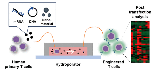 humanimmunenews's tweet image. 👩‍🔬👨‍🔬 Investigators at Korea University developed a nonviral T cell #nanoengineering system that allowed highly efficient delivery of diverse functional nanomaterials into primary human #Tcells in a genetically stable and scalable manner.

➡️ bit.ly/3DIWaVc
