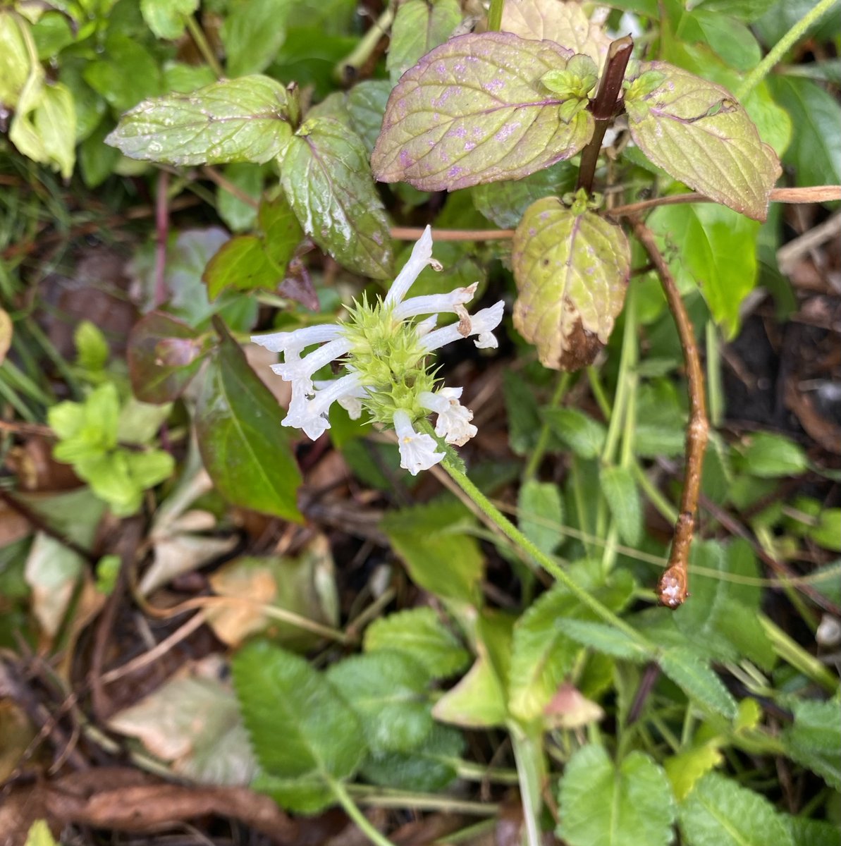 emptysmith's tweet photo. Couple of #UrbanFlora things seen recently in Durham City. Bettony infiltrating a front garden near the viaduct, and up near the A167 another garden has what looks like a white form (#solastweek ) of the same species. @BSBIbotany @wildflower_hour #wildflowerhour https://t.co/vPW0IURsmU