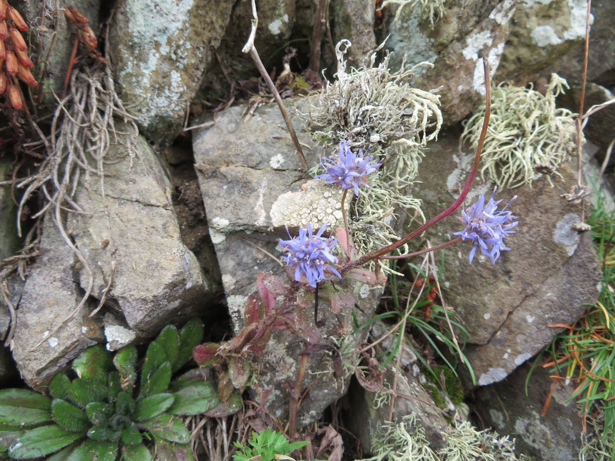 AlasdairGordon1's tweet photo. .@wildflower_hour @BSBIbotany @beauty_cornwall Sheeps bit in a dry stone wall near the Carnweather Point this week. #sheepsbit #Wildflowerhour #wildflowers #Polzeath #Cornwall https://t.co/uwcfvc2px2