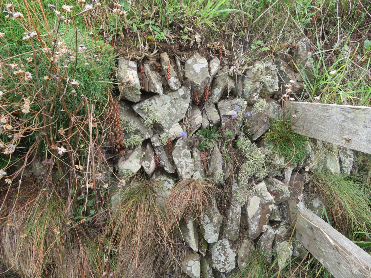 AlasdairGordon1's tweet photo. .@wildflower_hour @BSBIbotany @beauty_cornwall Sheeps bit in a dry stone wall near the Carnweather Point this week. #sheepsbit #Wildflowerhour #wildflowers #Polzeath #Cornwall https://t.co/uwcfvc2px2