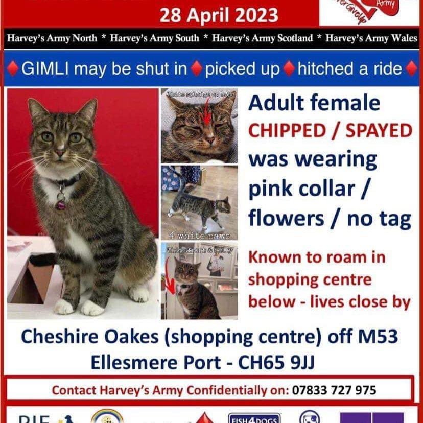 MissingPetsGB's tweet photo. 🐱 GIMLI female #cat #missing since 28 April 2023. Gimli is from Ellesmere Port area #CH65 
Gimli is chipped, spayed and was wearing a pink/flowers collar at the time. She may have got in a vehicle, she may have travelled so please check surrounding areas 🙏

@CannotMakeSense https://t.co/nDrIHgJEJ2