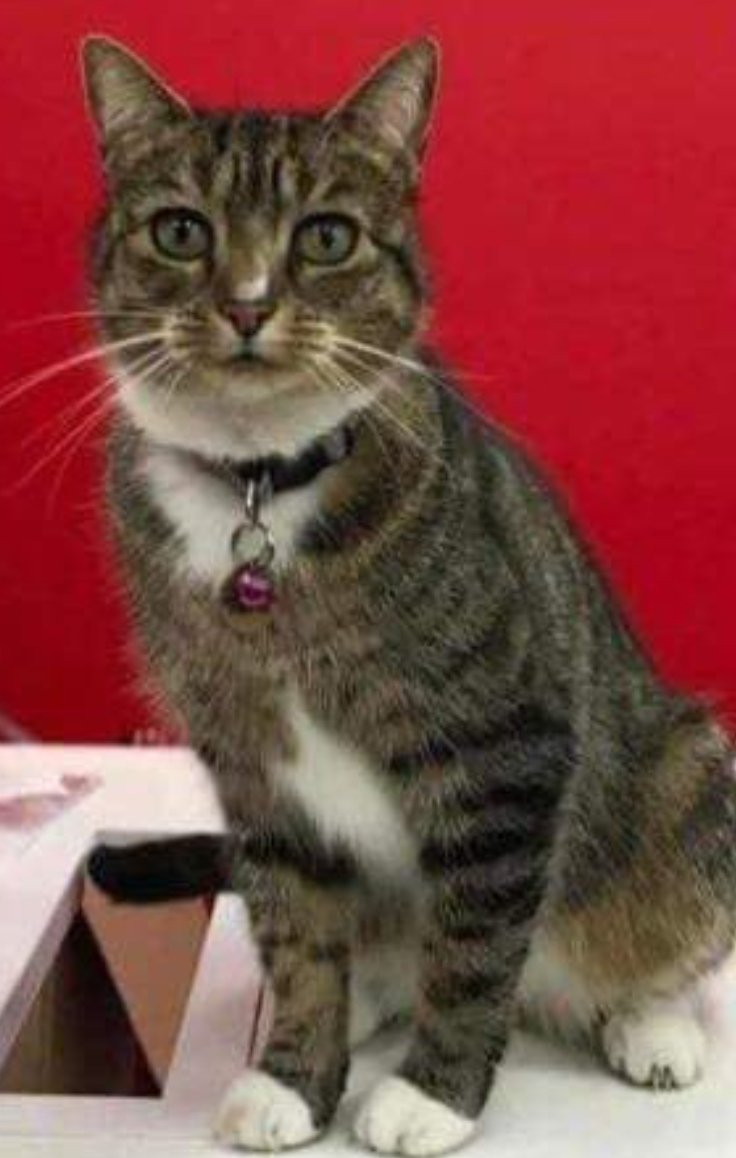 MissingPetsGB's tweet photo. 🐱 GIMLI female #cat #missing since 28 April 2023. Gimli is from Ellesmere Port area #CH65 
Gimli is chipped, spayed and was wearing a pink/flowers collar at the time. She may have got in a vehicle, she may have travelled so please check surrounding areas 🙏

@CannotMakeSense https://t.co/nDrIHgJEJ2