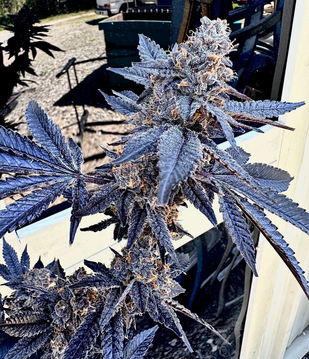 exoticgenetix tweet picture