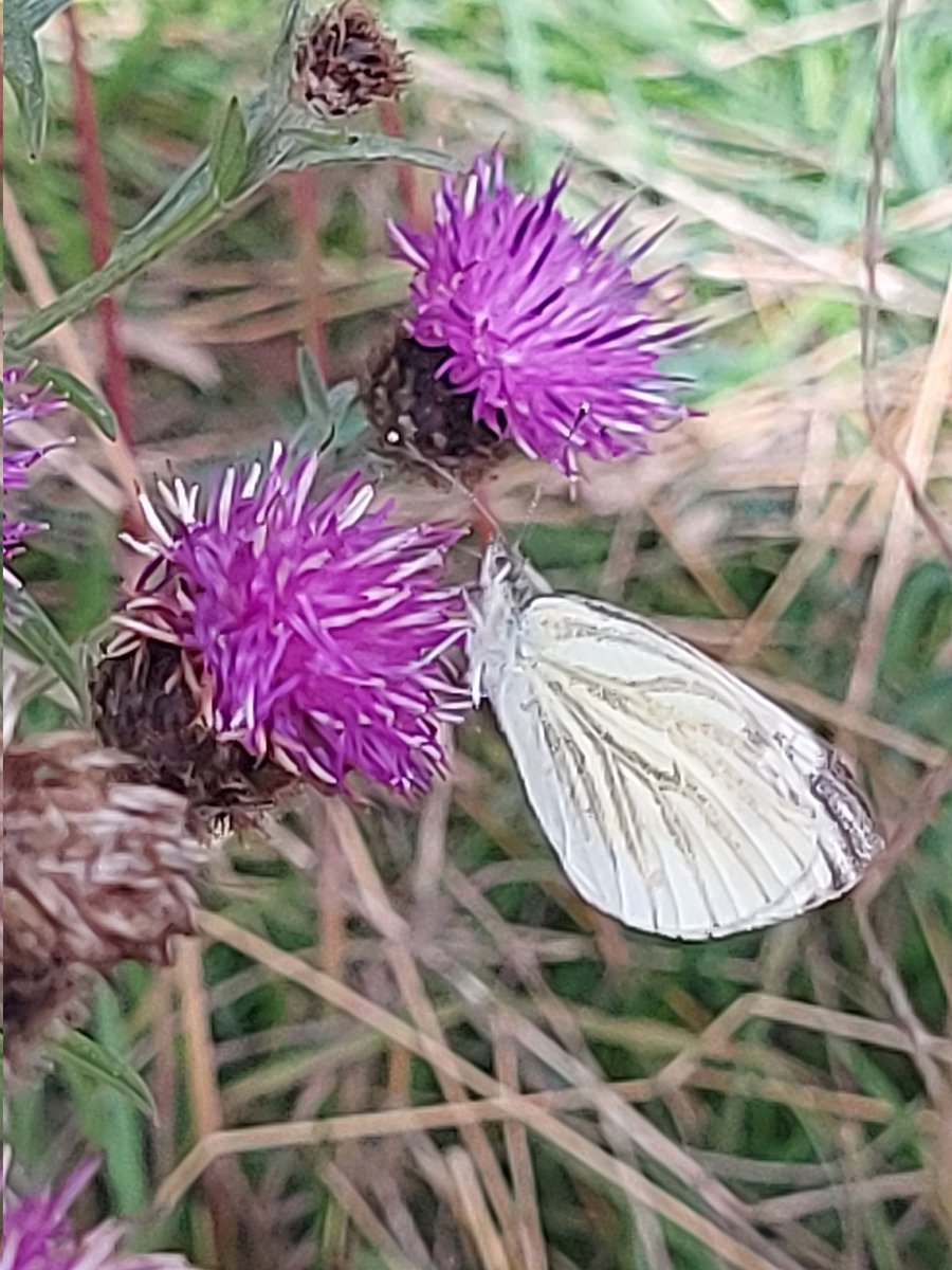 Jo Sinclair tweet media