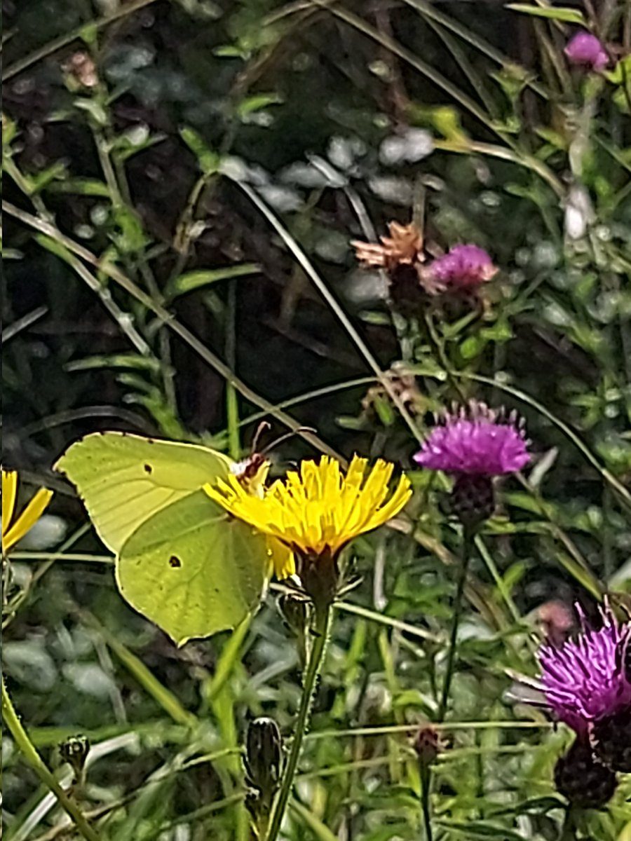 Jo Sinclair tweet media