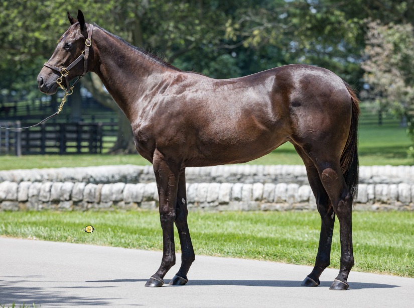 Gainesway tweet media