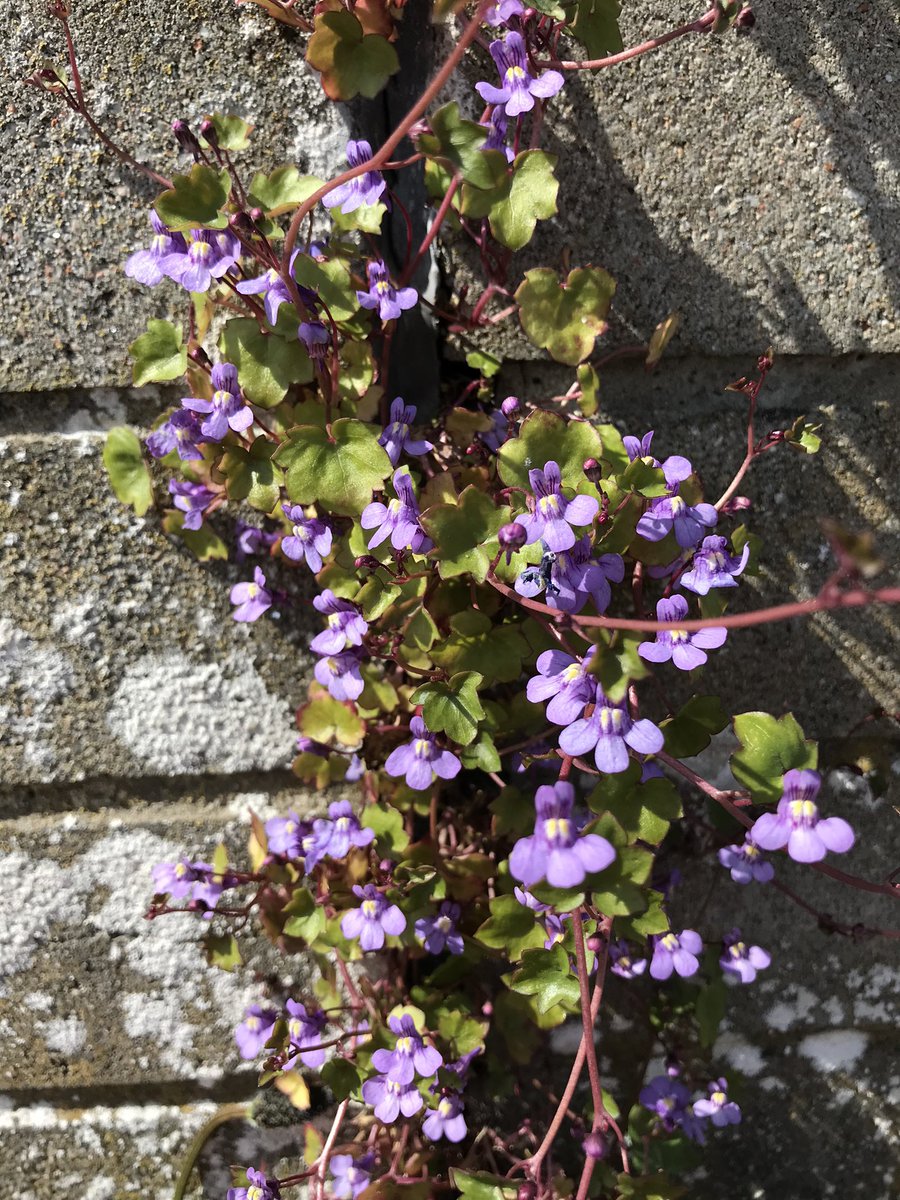 #Wildflowerhour #UrbanFlora