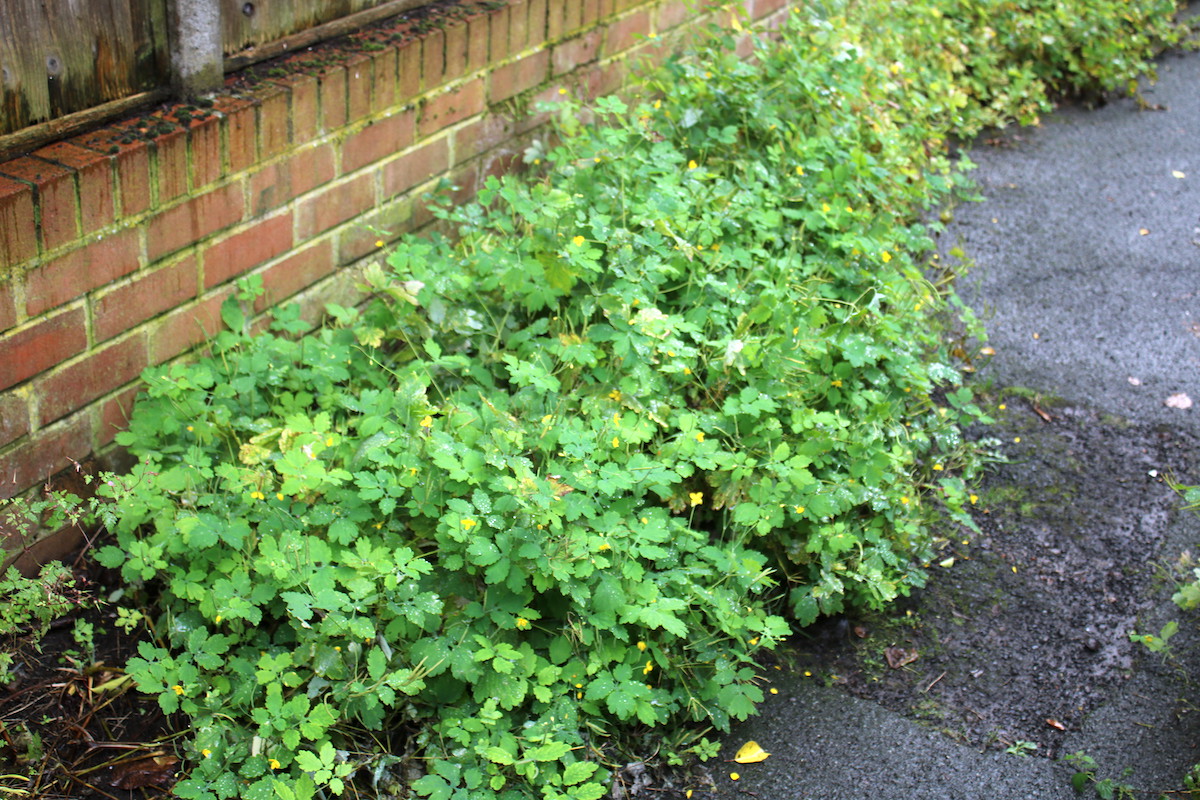 Mr_foxall's tweet photo. Greater Celandine in an alleyway in Shrewsbury, plus a bonus Horseshoe Ladybird feasting on the whitefly on the underside #UrbanFlora #wildflowerhour https://t.co/gGtXJAbBZD