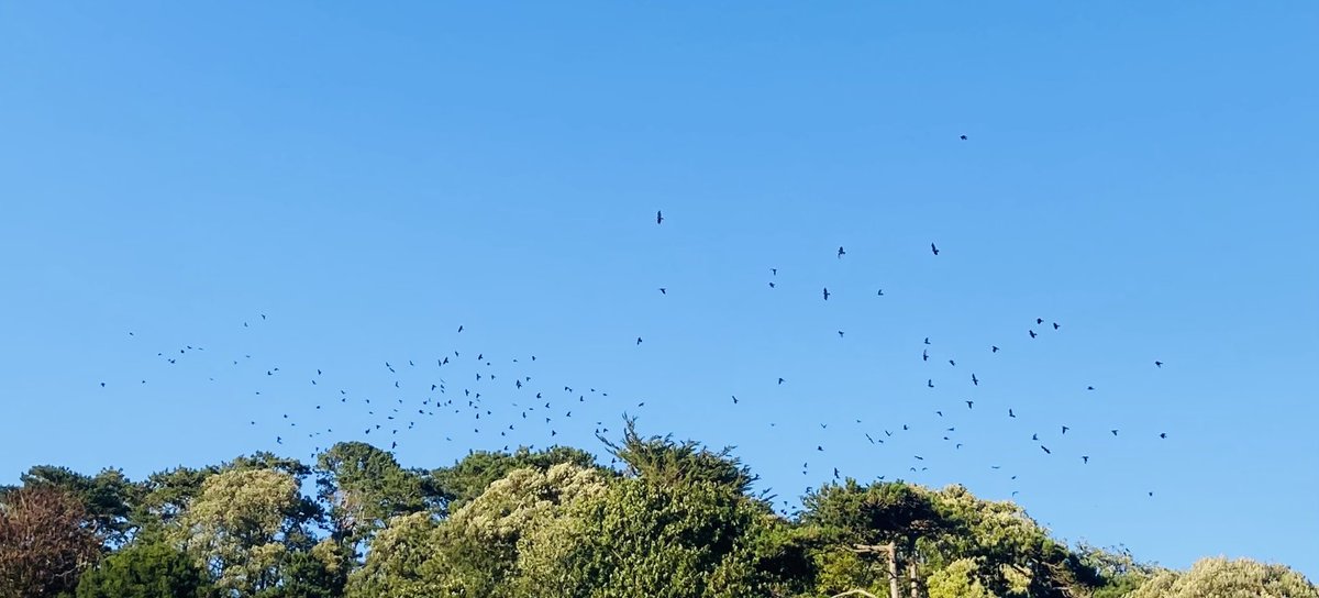mortaltaste's tweet image. Right proper rookery coming into roost #murderofcrows