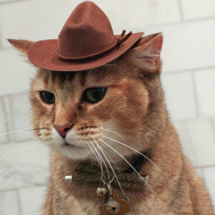 basicbarbiez's tweet image. jake park