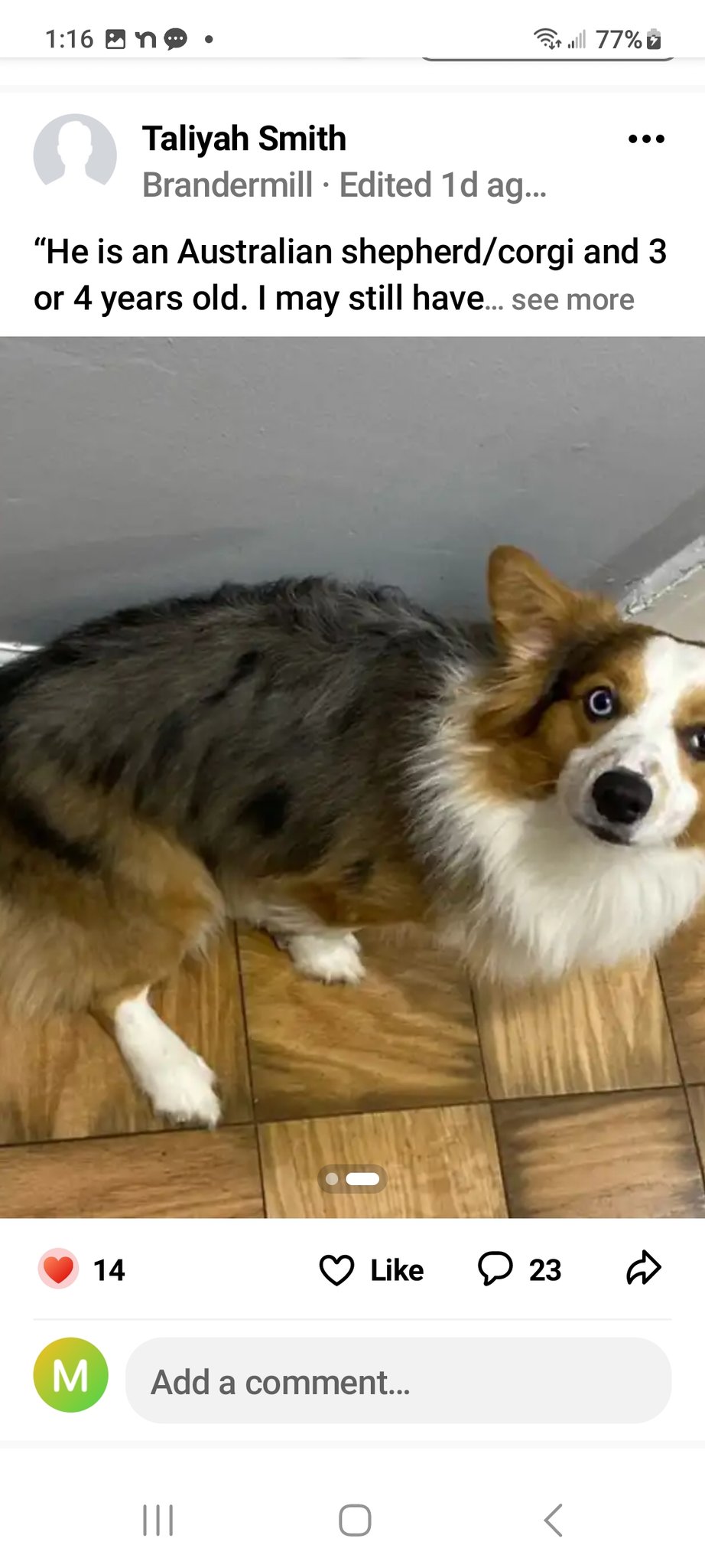 Australian shepherd best sale corgi cross
