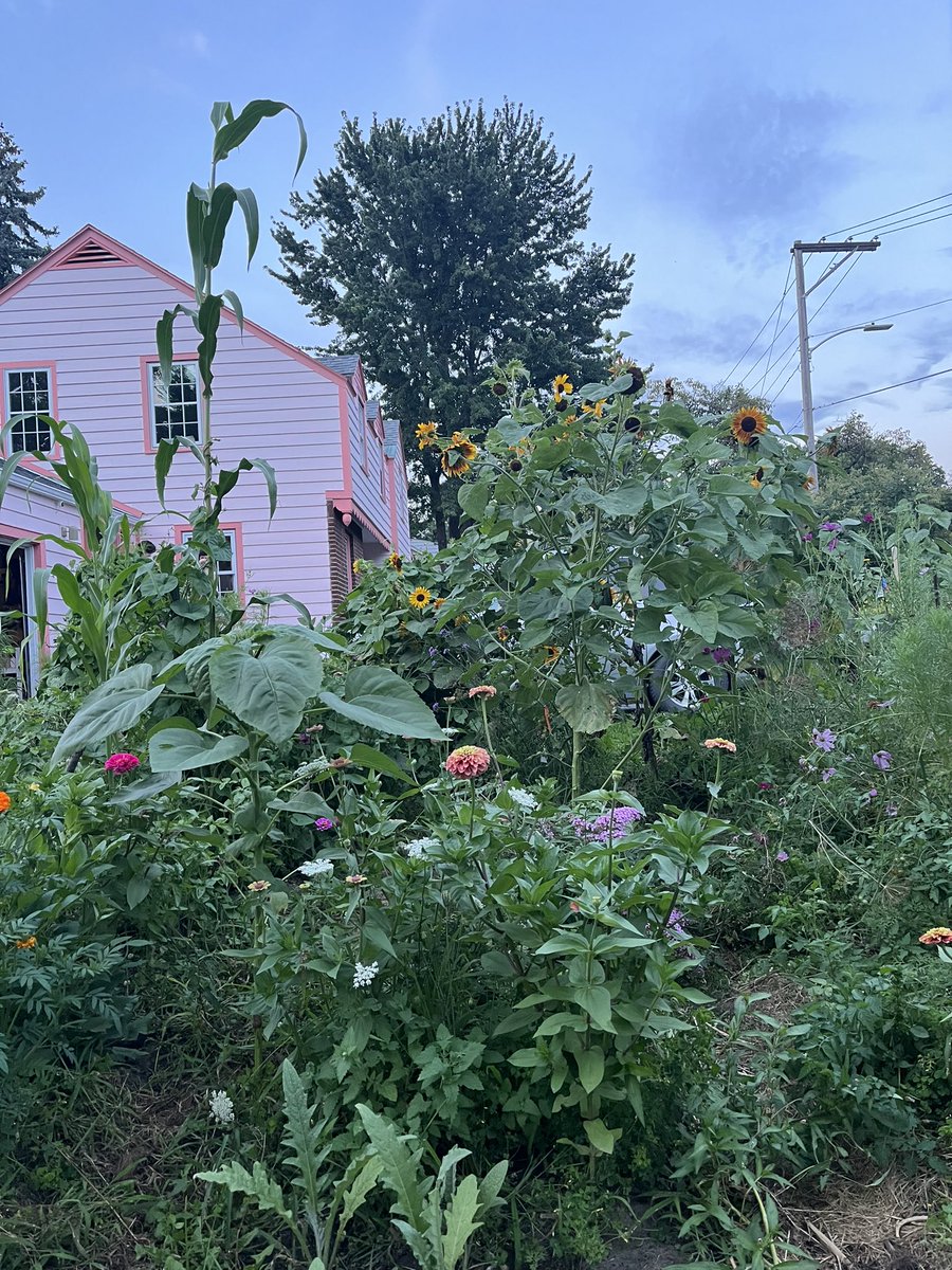 prstets's tweet photo. 2015 and today. #btv (that corn stalk is 11’ 4” tall if you were wondering) https://t.co/ceeu6Bn6zM