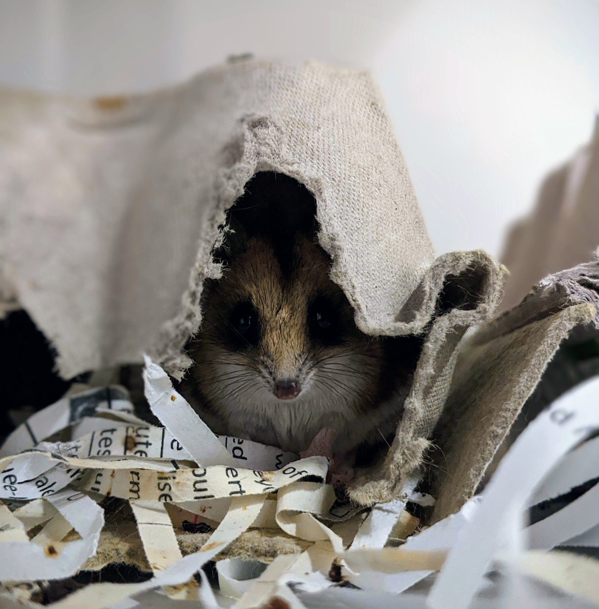 DrDunnart's tweet photo. Spot the difference?
#Mondaymood #dunnarty
#dunnart #mood https://t.co/9rkYdHvZTY