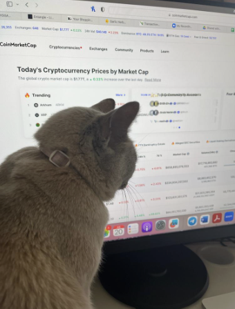 Ninety3io's tweet photo. Our chief analyst assessing the market conditions #CatsOfTwitter https://t.co/4Snp4VldKk