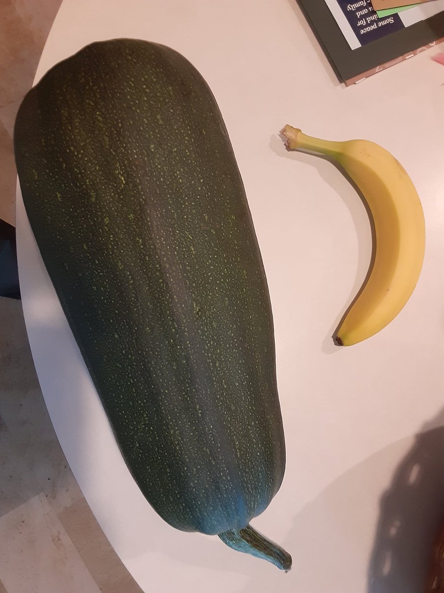 today my parents were casually like 'yeah so we mightve accidentally crossbred zucchini and pumpkins in our garden this year' LOOK AT THIS MONSTROSITY