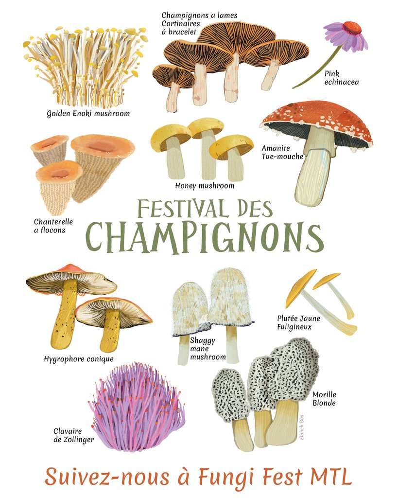 mycotoronto's tweet photo. Fungi Fest Mtl: Dedicated to promoting the benefits of mushrooms and introducing the public to the wonderful world of fungi. Free mushroom vendors, lectures and workshops. Sat. Sept. 9 11am-4pm. Parc Lalonde. Sainte-Anne-de-Bellevue.

https://t.co/LdclakFJCC https://t.co/k3PWzbcYS0