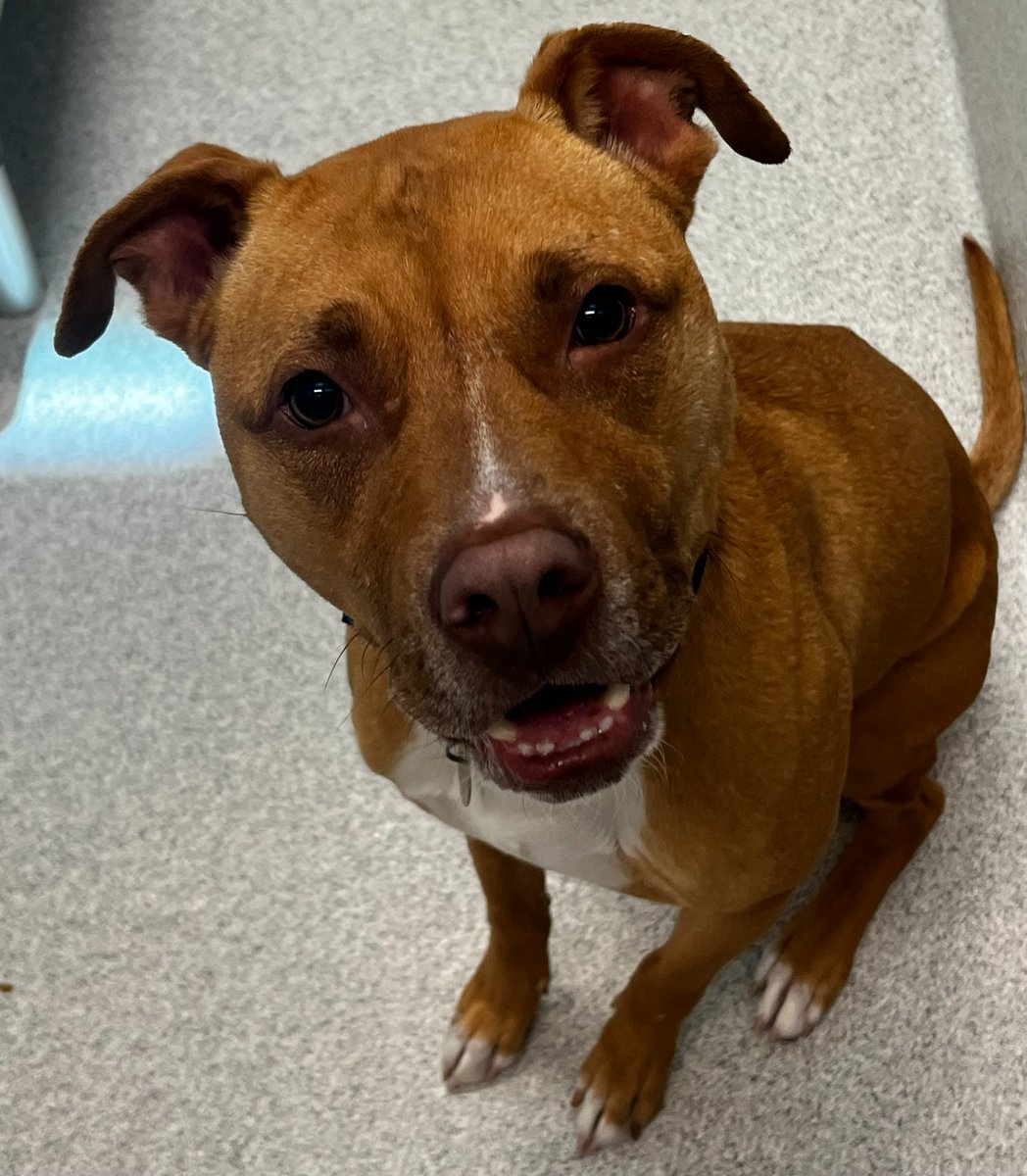 humanecolorado's tweet image. The Most Irresistible Face Award goes to... Max! He is available for adoption at the Leslie A. Malone Center in Denver and is waiting to schmooze you!​ bit.ly/47iAlJL #DumbFriendsLeague #CompassionAlways #AnimalWelfare #ClearTheShelters #AdoptAShelterDog #Adopt #AdoptMax