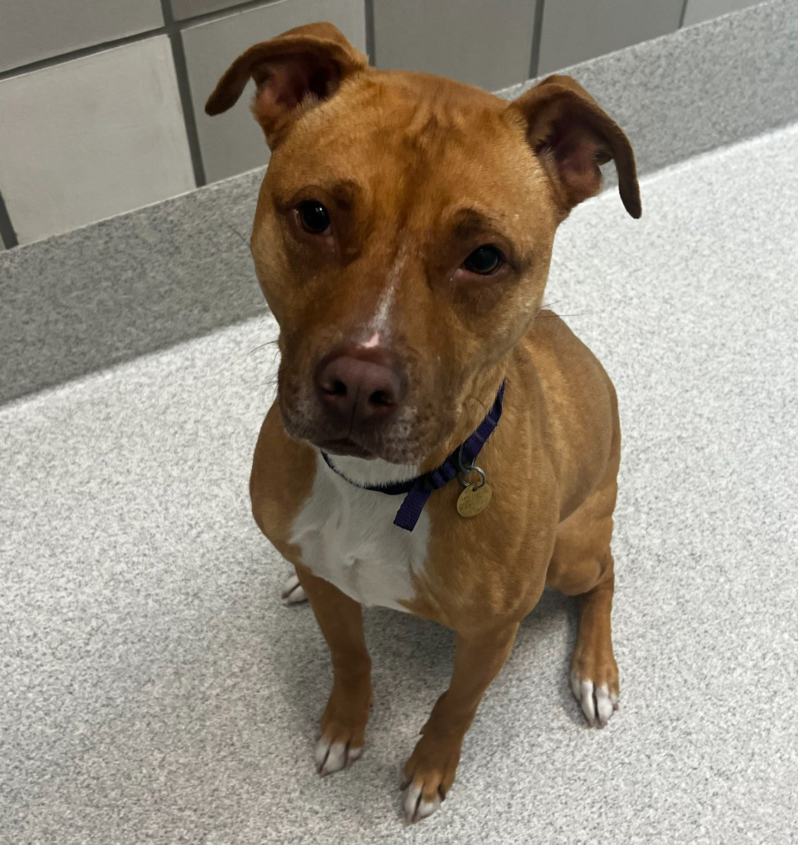 humanecolorado's tweet image. The Most Irresistible Face Award goes to... Max! He is available for adoption at the Leslie A. Malone Center in Denver and is waiting to schmooze you!​ bit.ly/47iAlJL #DumbFriendsLeague #CompassionAlways #AnimalWelfare #ClearTheShelters #AdoptAShelterDog #Adopt #AdoptMax