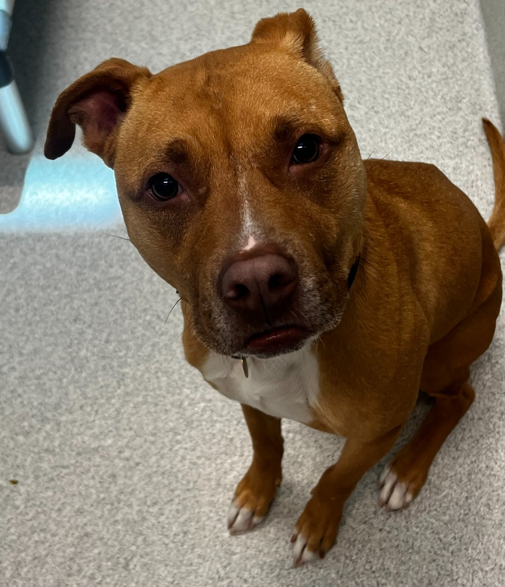 humanecolorado's tweet image. The Most Irresistible Face Award goes to... Max! He is available for adoption at the Leslie A. Malone Center in Denver and is waiting to schmooze you!​ bit.ly/47iAlJL #DumbFriendsLeague #CompassionAlways #AnimalWelfare #ClearTheShelters #AdoptAShelterDog #Adopt #AdoptMax