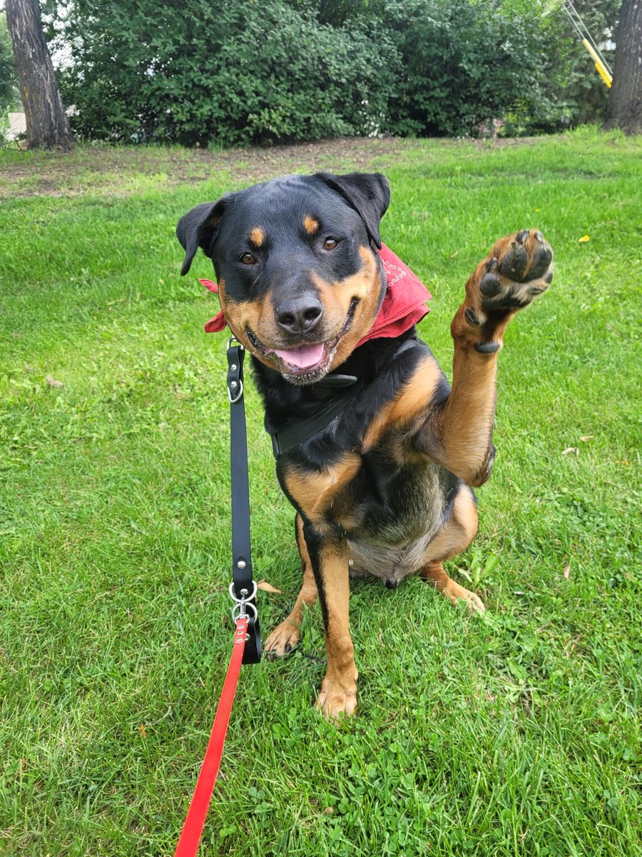 Hi! 
Just wanted to remind you that a smile and a wave can go a long way to making someone's day better. 

#XDogs