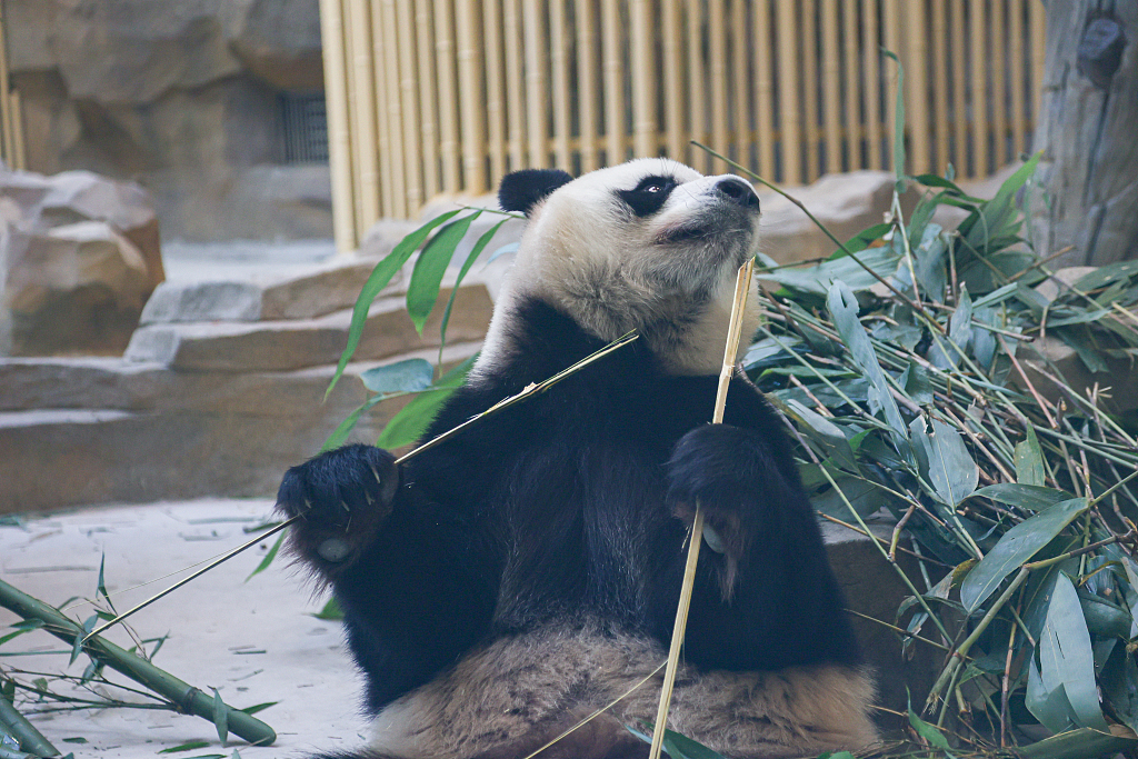 ChinaDaily's tweet photo. The adorable giant panda "Zhima" — the prototype for Rongbao, the mascot of the 31st Summer World University Games in Chengdu — charms everyone with his lovable and endearing antics. #TrendingNow #FISU 🐼🐼 https://t.co/fNlnSj5hHR