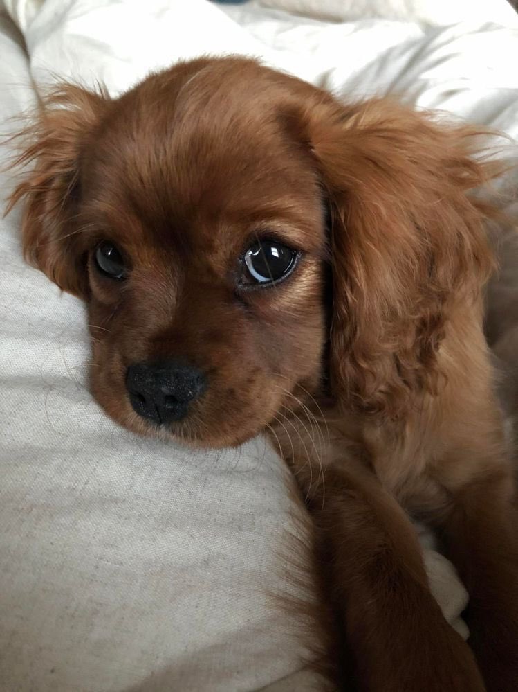 💖 (@twaniimals) on Twitter photo 