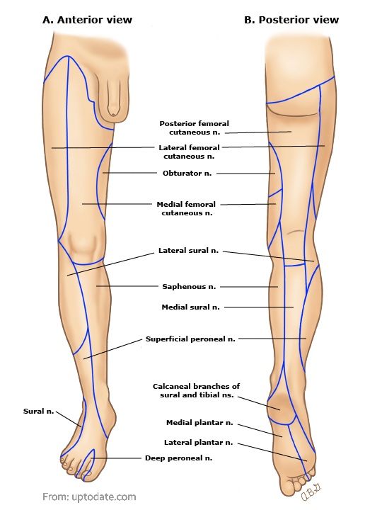 ✴️The most accurate illustrations that I've ever seen regarding the "CUTANEOUS INNERVATION OF THE LOWER EXTREMITY" 👍
From : UpToDate
