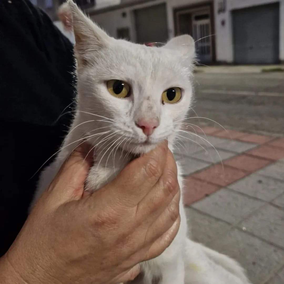 silvia mensegar tweet media