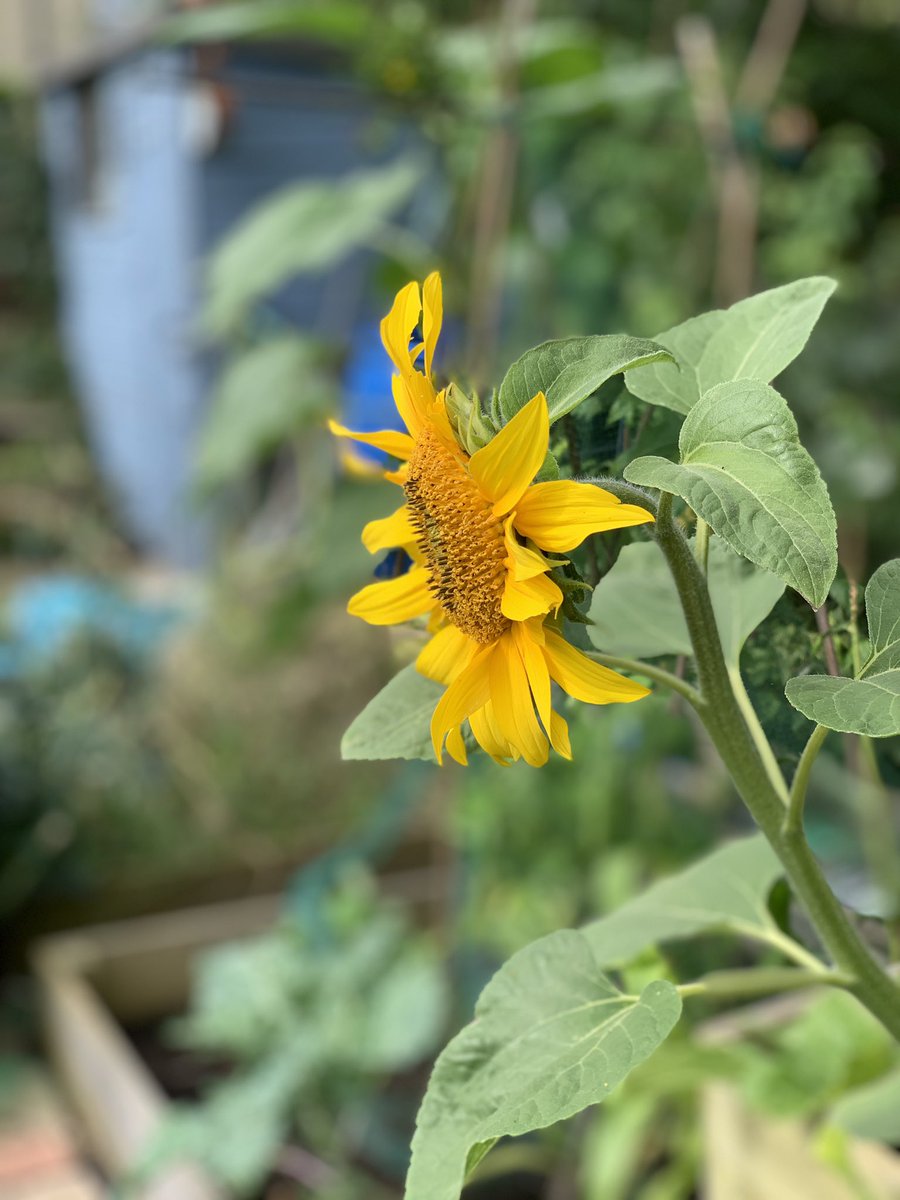 lucynorris1's tweet photo. Allotment aesthetics at #Chesser https://t.co/cdyQ6D3Fjk