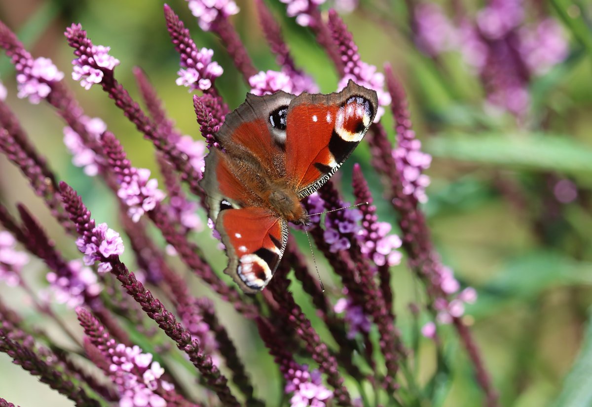 butlerdb77's tweet photo. I have been meaning to visit @DyffrynFernant for ages, today was the day, so peaceful, just to sit and enjoy the flowers, bees and the butterflies. Thought I had dipped on silver washed this year. https://t.co/Ar5Vuc4npA