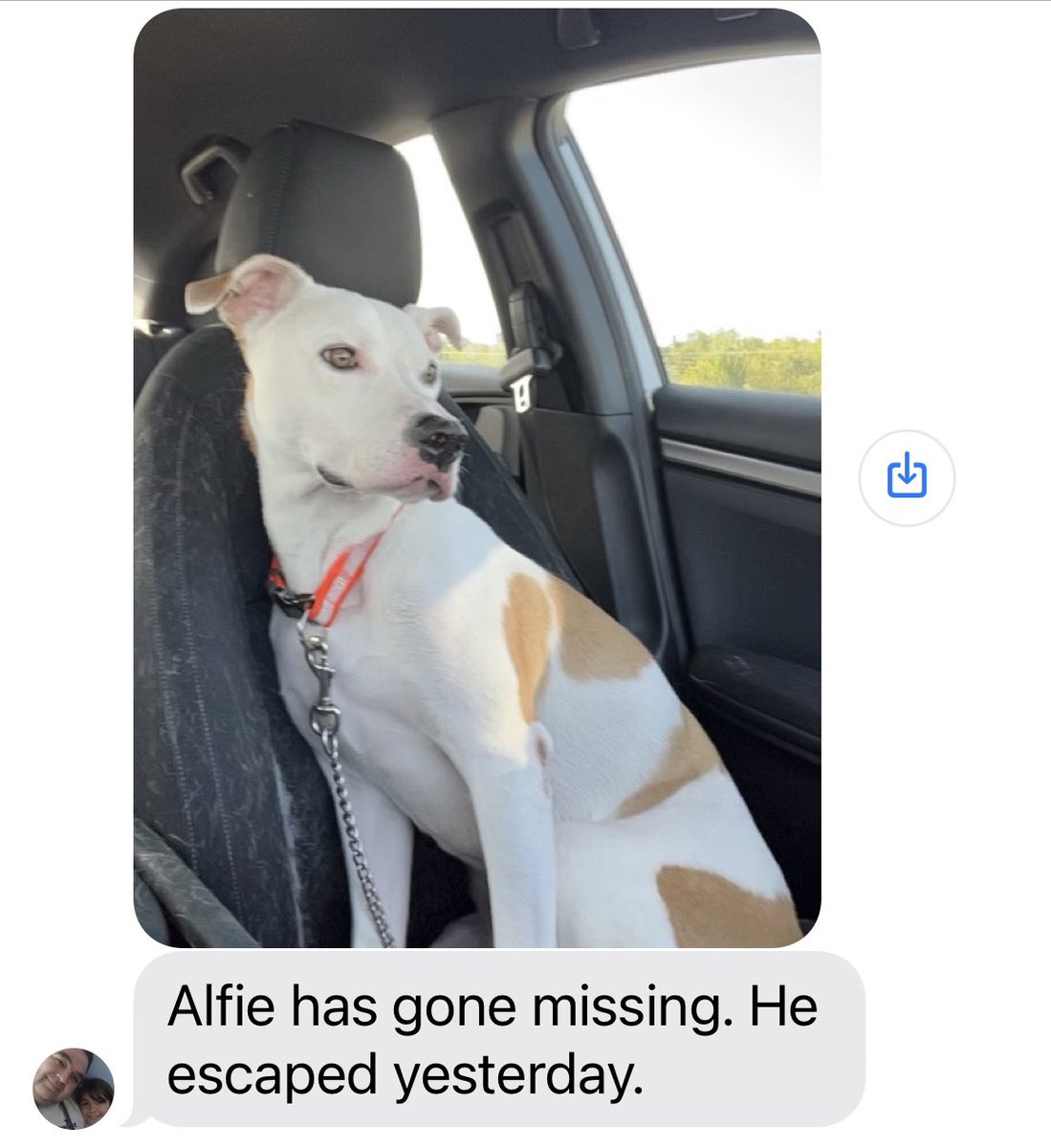 eclipseldo's tweet photo. Hi Laredo, Texas. My daughter’s dog is missing. Please let me know if you’ve seen him. https://t.co/GzN9CeM2n1