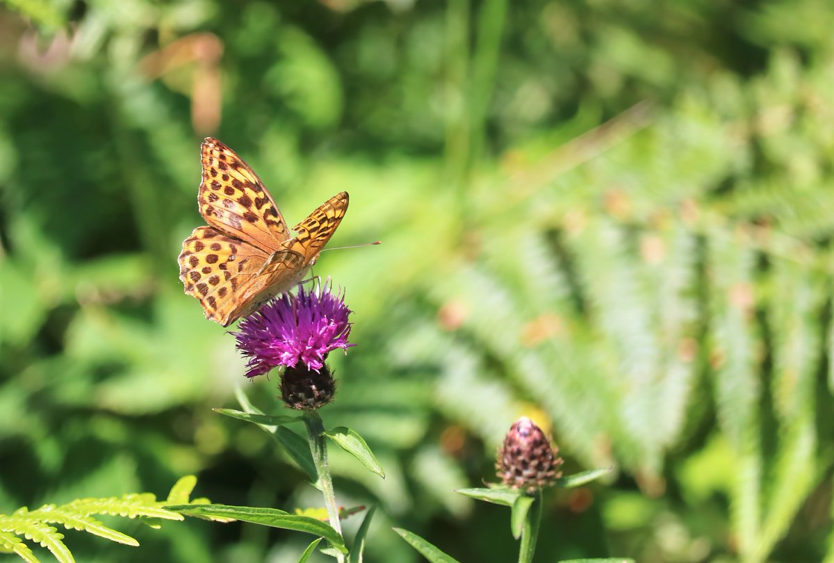 david butler (@butlerdb77) on Twitter photo I have been meaning to visit <a href="/DyffrynFernant/">Dyffryn Fernant Garden</a> for ages, today was the day, so peaceful, just to sit and enjoy the flowers, bees and the butterflies. Thought I had dipped on silver washed this year. I have been meaning to visit <a href="/DyffrynFernant/">Dyffryn Fernant Garden</a> for ages, today was the day, so peaceful, just to sit and enjoy the flowers, bees and the butterflies. Thought I had dipped on silver washed this year.