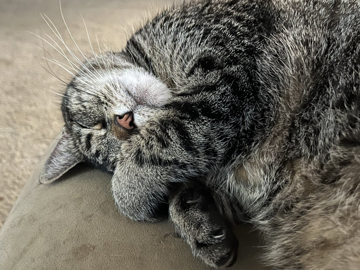 phildudebro's tweet photo. Wilma had to post #cutecatalert https://t.co/ffPrvnIFyh